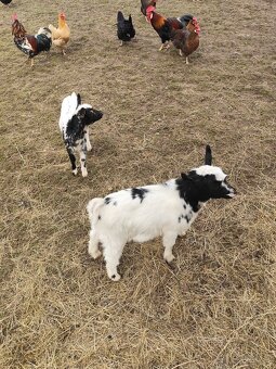 Zakrslé holanské kůzlata - 4