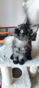 Mainská mývalí s pp - 4