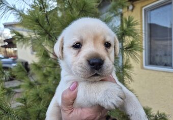 Štěňátka labradorský retrívr - 4