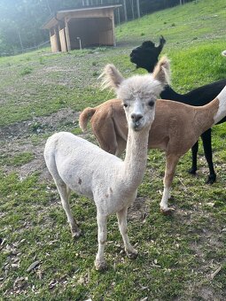 Lama Alpaka - 4