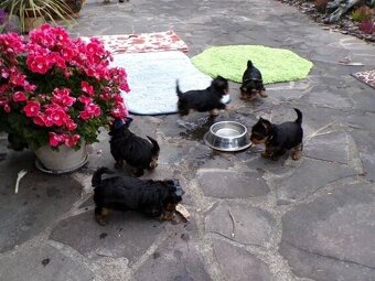 Jorkširsky teriér yorkshire teriér - 4