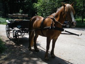 Bryčka za koně na pár + ojky na jednospřeží - 4