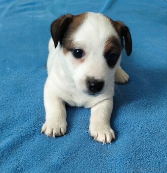 Jack Russel teriér - 4