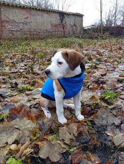 Štěně křížence - 4