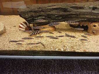 Cichlidka Mramorovaná (Julidochromis Transcriptus Kissi) - 4
