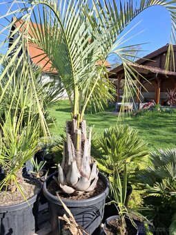 Palma Butia capitata - 4