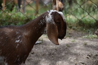 Anglonubijská koza - 4
