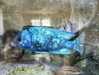 Malawi tlamovci- Placidochromis phenochilus tanzania Lupingu - 4