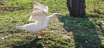 Kachna pižmová bílá kachny i kačeři - 4