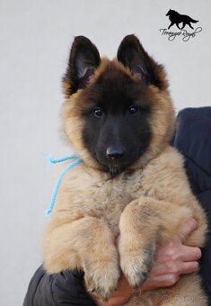 Belgický ovčák Tervueren s PP - štěňátka k odběru - kluci - 4