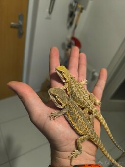 Agama vousatá České Budějovice - 4