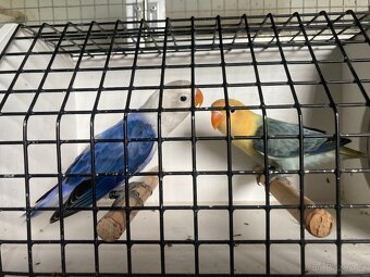 Agapornis fischeri - 4