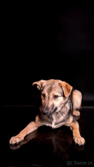 Ozzy - bojacnější štěně, 10 měsícu - 4