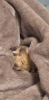 Prodám mláďata křečka džungarského – k odběru od 5. 3. - 4