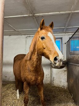 Valach - Společník - 4