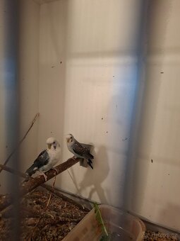 Andulka samec black wings - 4