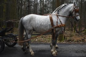Hřebec Welsh Mountain pony - 4