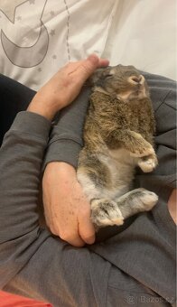 králík minilop s klecí, přepravkou a příslušenstvím - 4