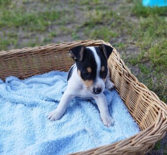 Jack Russell - 4