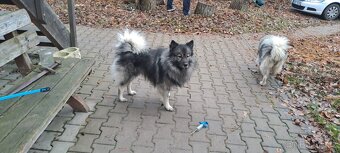 Štěňata - Německý špic vlčí - 4