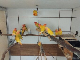 Agapornis růžohrdlý opalín - 4