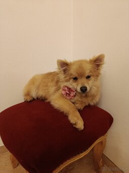 Německý špic trpasličí - 4