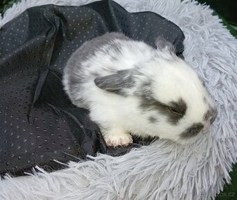 Zakrsli beránci - 4