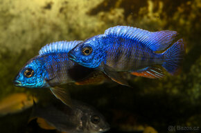 Tlamovci, Malawi - 4