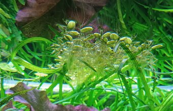 Salvinia natans - 4
