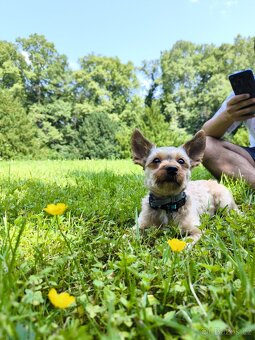 Jorkšírský teriér pes - 4