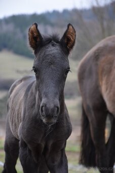 LUXUSNÍ Lusitano hřebeček - 4