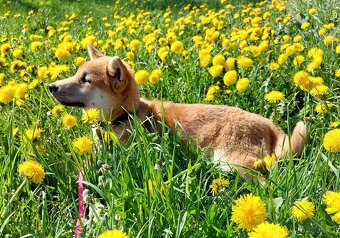 Shiba inu s PP - 4