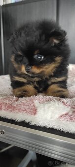 Pomeranian - 4