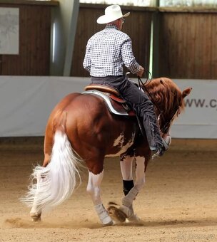 Quarter horse hrebecek, double register - 4