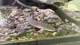 Komplet ryby: pár vrubozubců, 6x bichir - 4