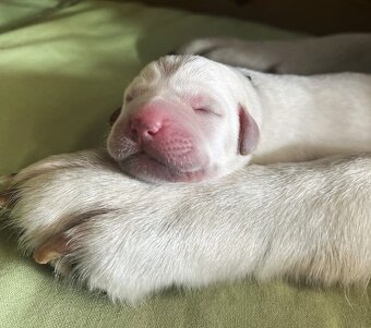 Štěňata labradorského retrívra od FCI GRAND CHAMPION - 4