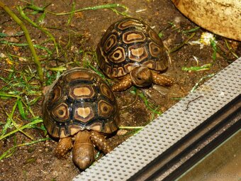 Želva pardálí (Stigmochelys pardalis) - 4