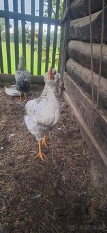 Nabízím letošní kohouty - 4