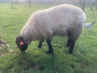 plemený beran Suffolk - 4