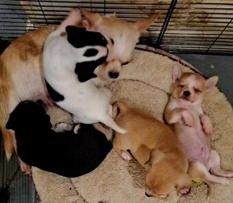 Prodám krásná štěňátka čivavy bez PP – 7 týdnů - 4