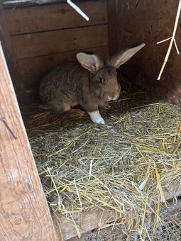 Prodej mladých i chovných králiků - 4