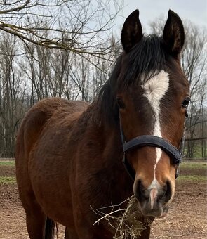 Welsh part bred hřebeček - 4