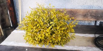 Prodám krásné jmelí na dekorace, do kytic apod. - 4