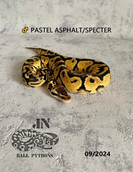 Krajta královská (Python regius) - 4