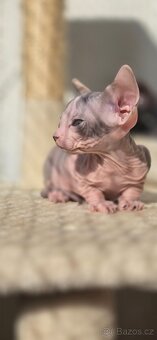 DON Sphynx - 4