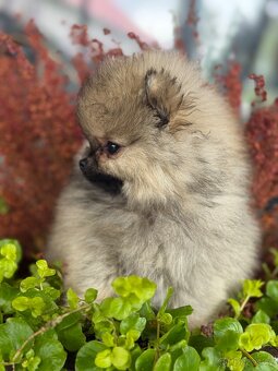 Pomeranian - 4