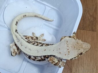 Pagekon řasnatý samice Lilly White 38g - 4