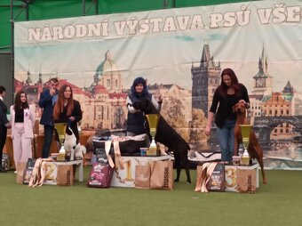 Krytí - Cane Corso - 4
