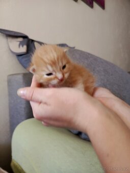 Mainská mývalí koťátka - Z Poloviny. - 4