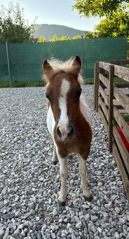 Shetland pony - 4